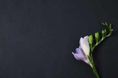 Photo of Beautiful freesia with fragrant flowers on dark background, top view. Space for text