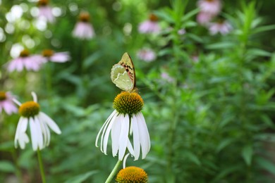 Beautiful butterfly on white Echinacea flower outdoors