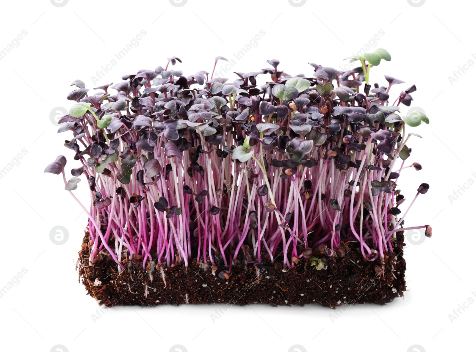 Photo of Fresh organic microgreen seeds on white background