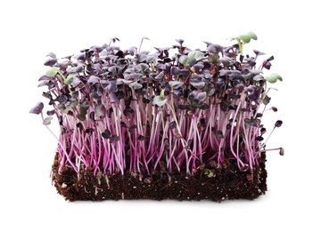 Fresh organic microgreen seeds on white background