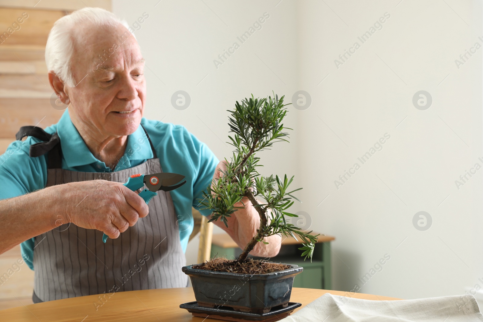 Photo of Senior man taking care of Japanese bonsai plant indoors. Creating zen atmosphere at home