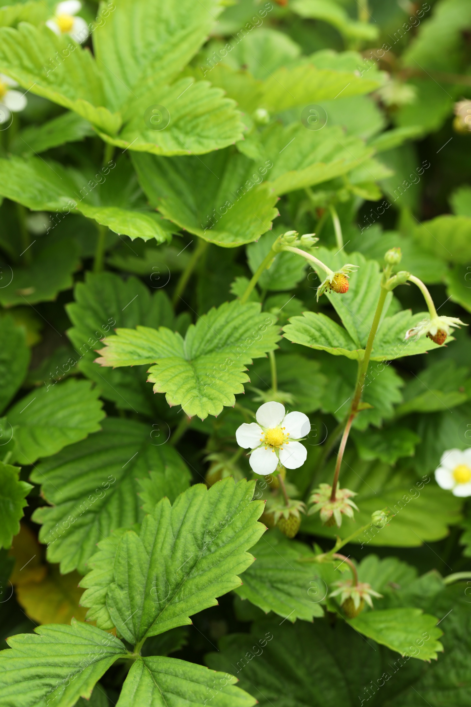 Photo of Wild strawberry bushes growing outdoors. Seasonal berries