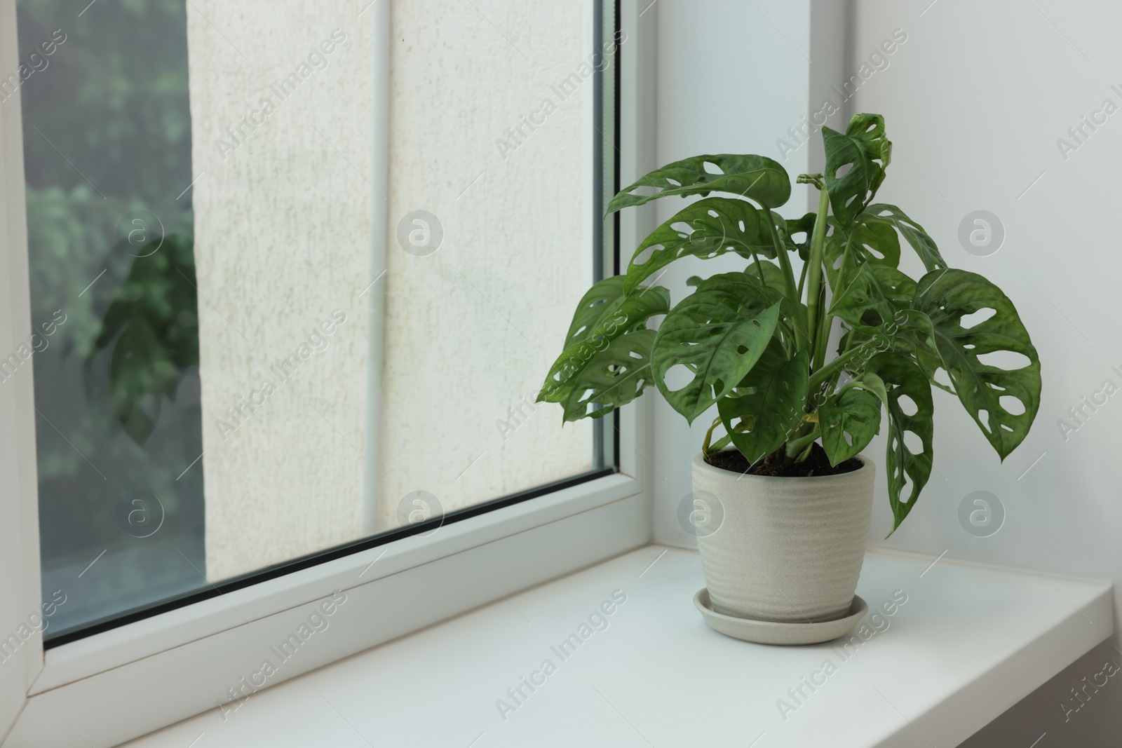 Photo of Monstera in pot on windowsill indoors, space for text. House plant