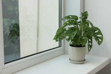 Photo of Monstera in pot on windowsill indoors, space for text. House plant