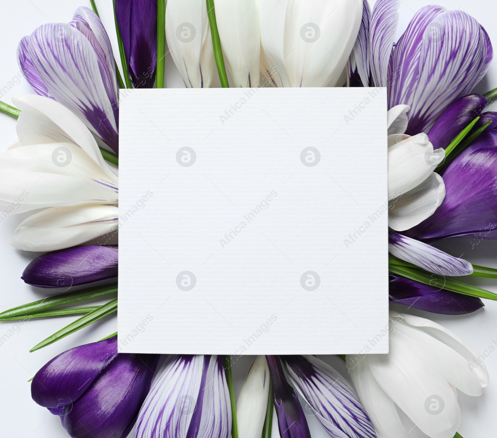 Photo of Beautiful spring crocus flowers and card on white background, top view. Space for text