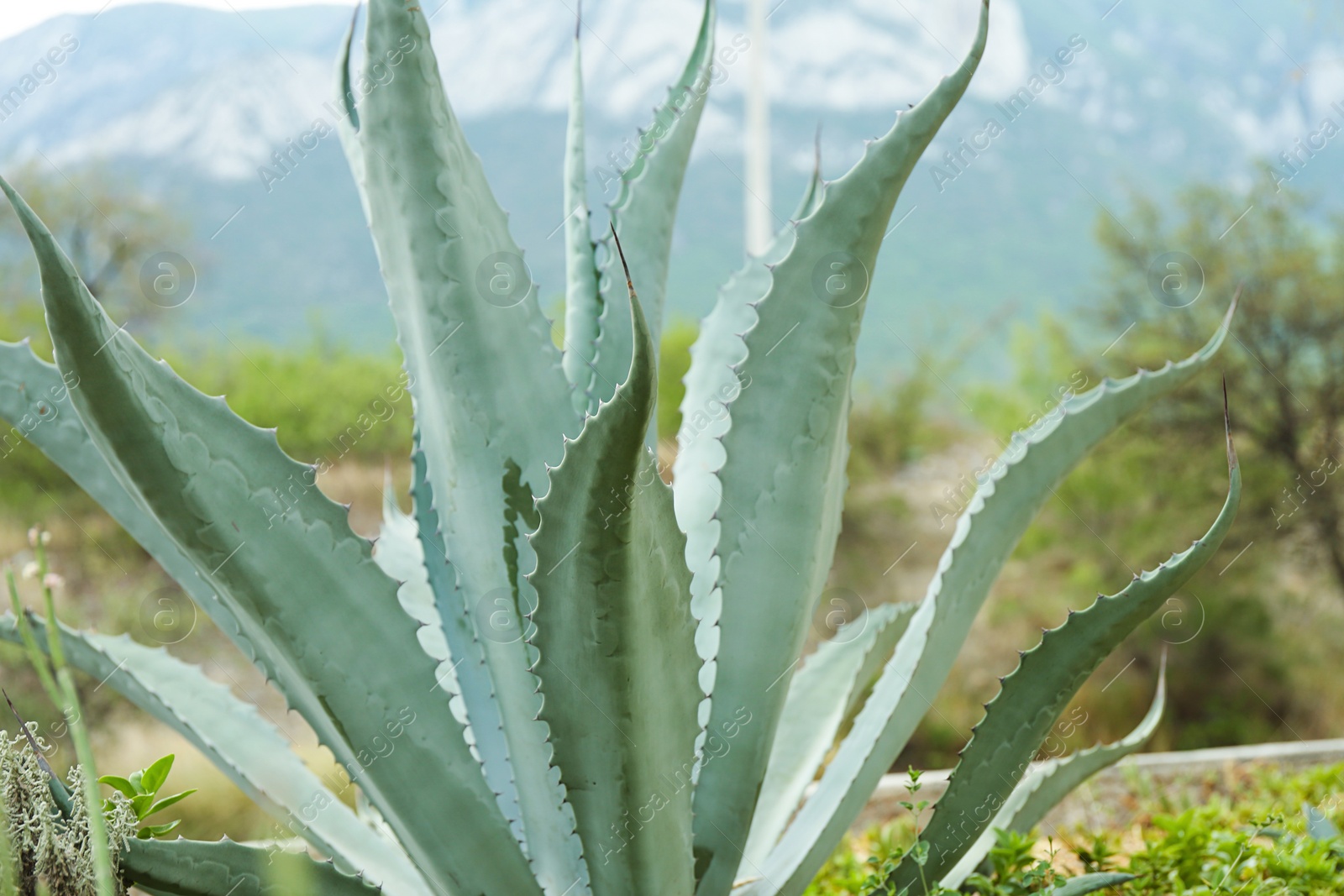 Photo of Beautiful green agave plant growing outdoors, closeup