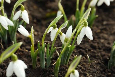 Beautiful snowdrops covered with dew outdoors. Early spring flowers