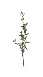 Aromatic green thyme sprig isolated on white. Fresh herb