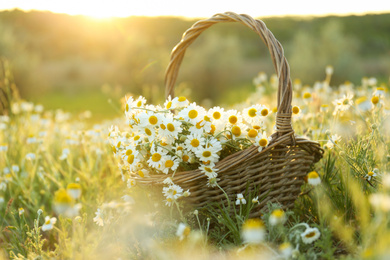 Photo of Wicker basket with beautiful chamomiles in meadow on sunny day