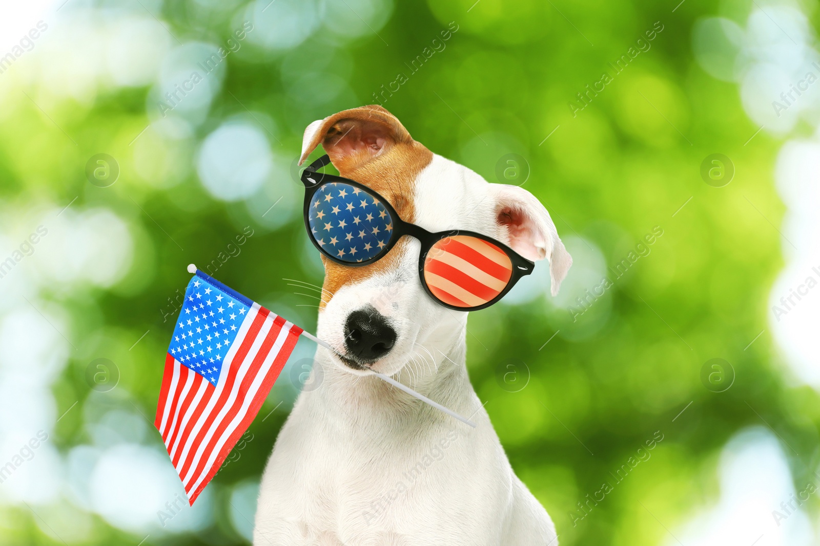 Image of 4th of July - Independence Day of USA. Cute dog with sunglasses and American flag on blurred green background, bokeh effect