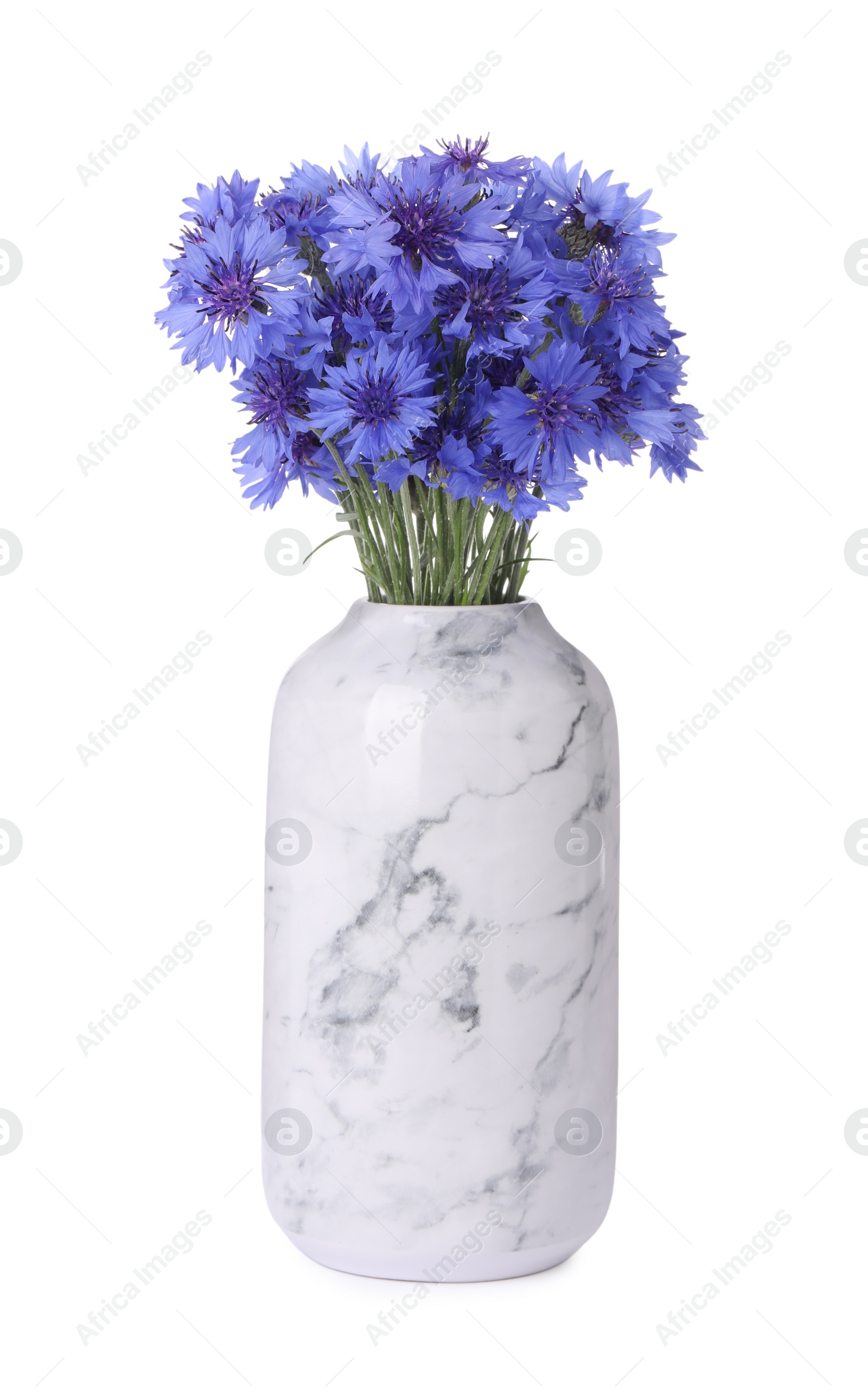 Photo of Beautiful bouquet of cornflowers in vase isolated on white