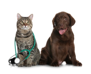 Photo of Cute cat with stethoscope as veterinarian and dog on white background