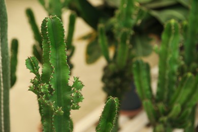 Photo of Closeup view of beautiful cactus on blurred background. Space for text