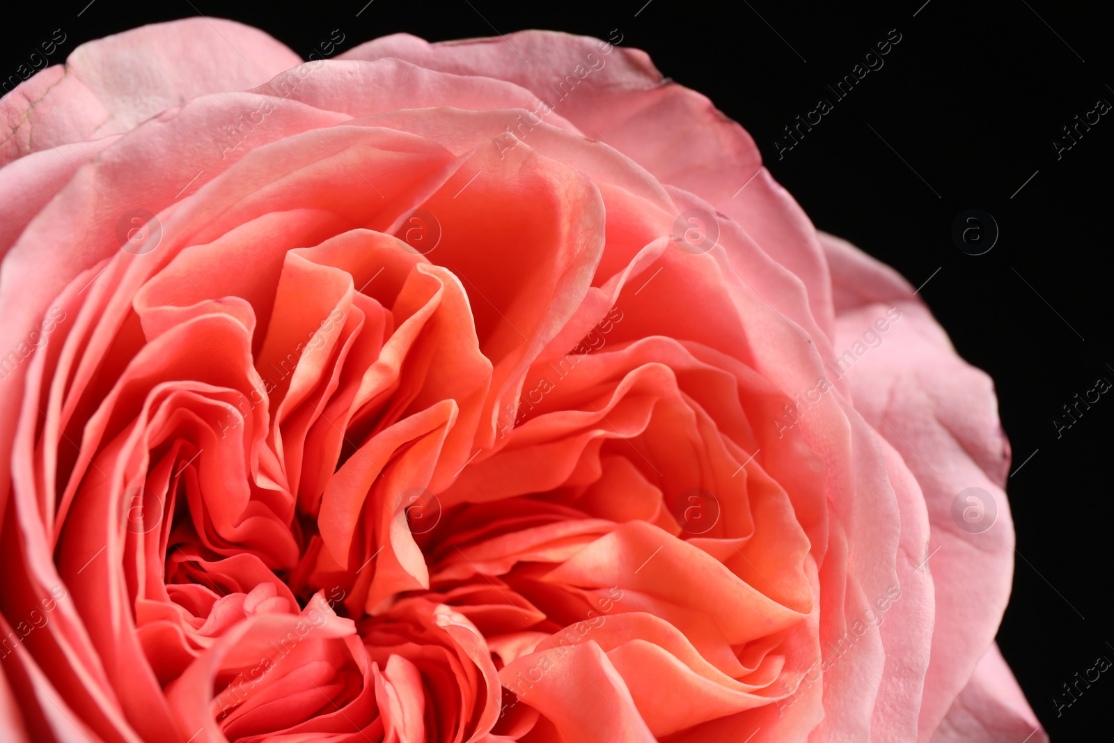 Photo of Beautiful peach rose on dark background, closeup