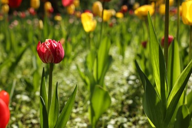 Photo of Beautiful bright tulips growing outdoors on sunny day, closeup