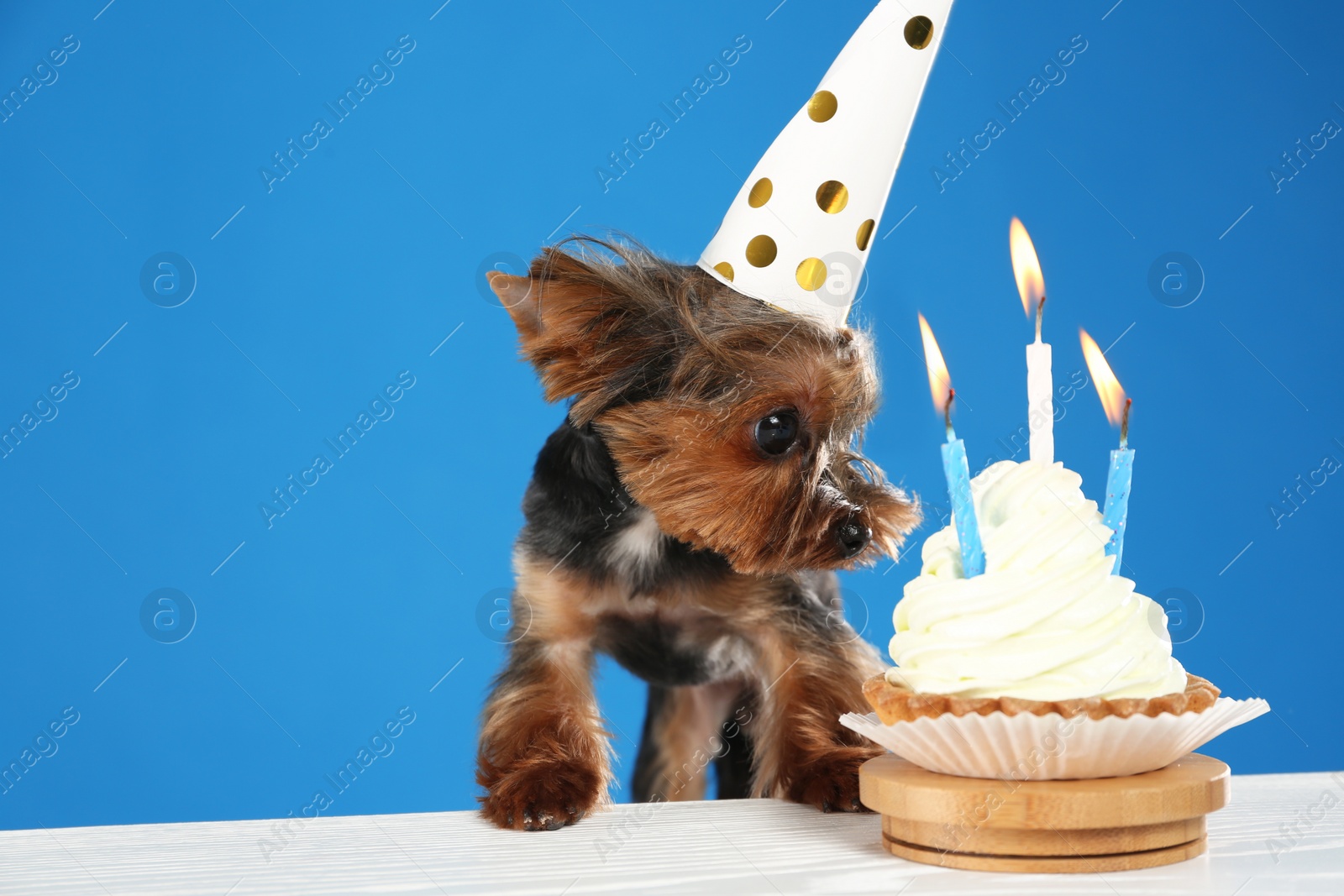 Photo of Cute Yorkshire terrier dog with birthday cupcake at table against blue background