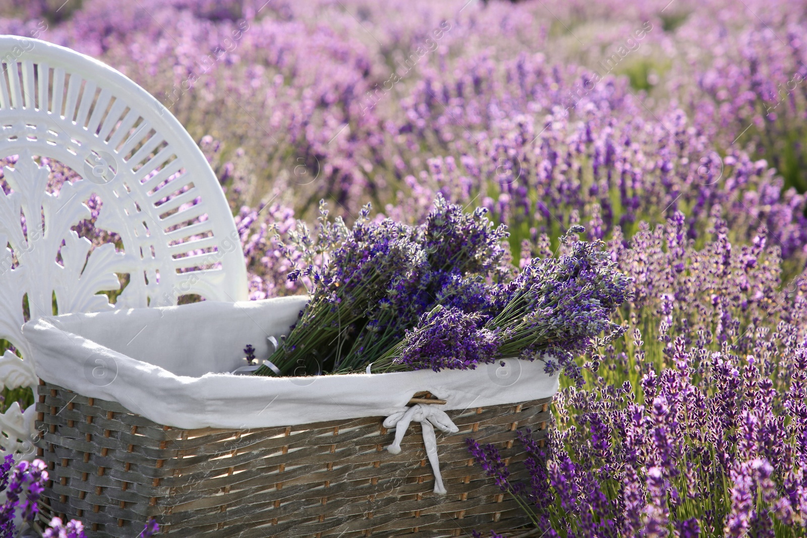 Photo of Wicker box with beautiful lavender flowers on chair in field outdoors