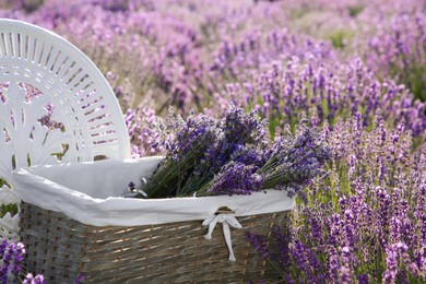 Photo of Wicker box with beautiful lavender flowers on chair in field outdoors