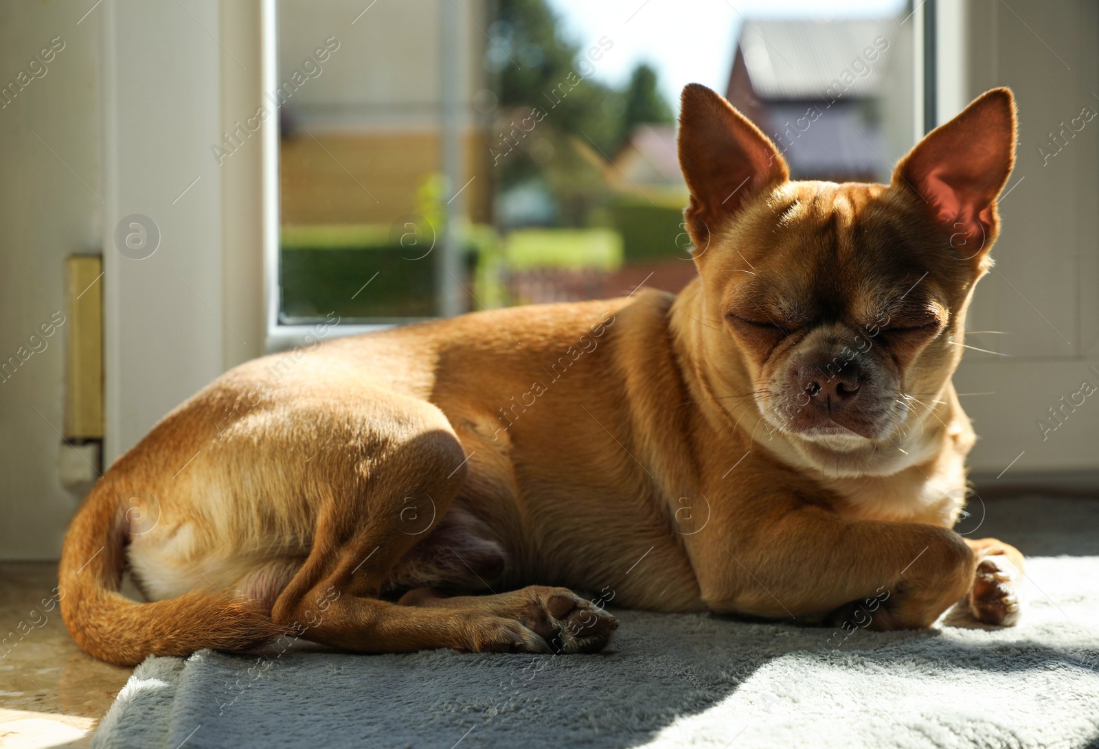 Photo of Cute small chihuahua dog on window sill indoors