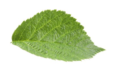 One green raspberry leaf isolated on white