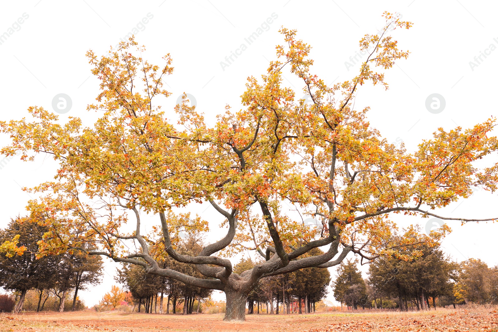 Photo of Beautiful tree with bright leaves in park on autumn day