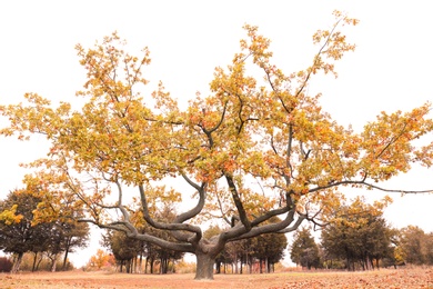 Photo of Beautiful tree with bright leaves in park on autumn day