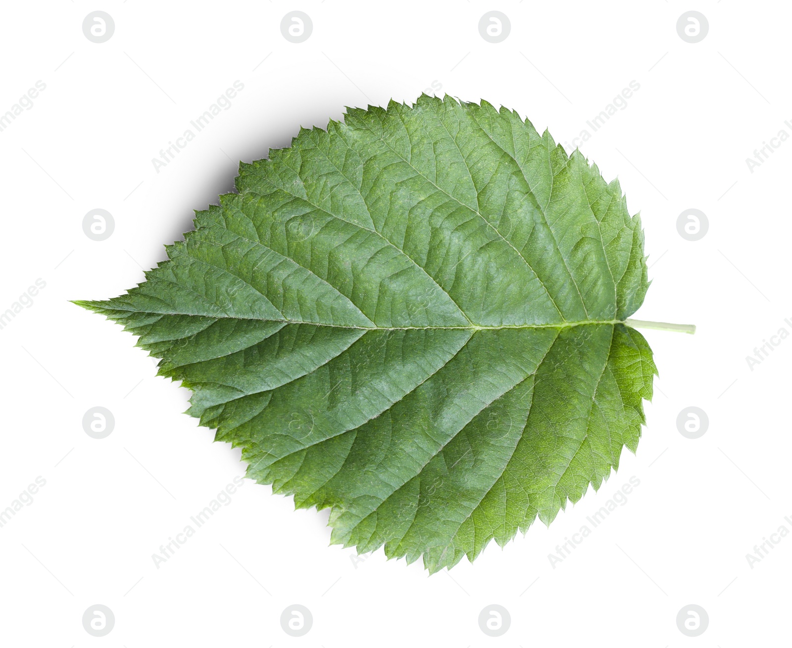 Photo of One fresh blackberry leaf isolated on white, top view