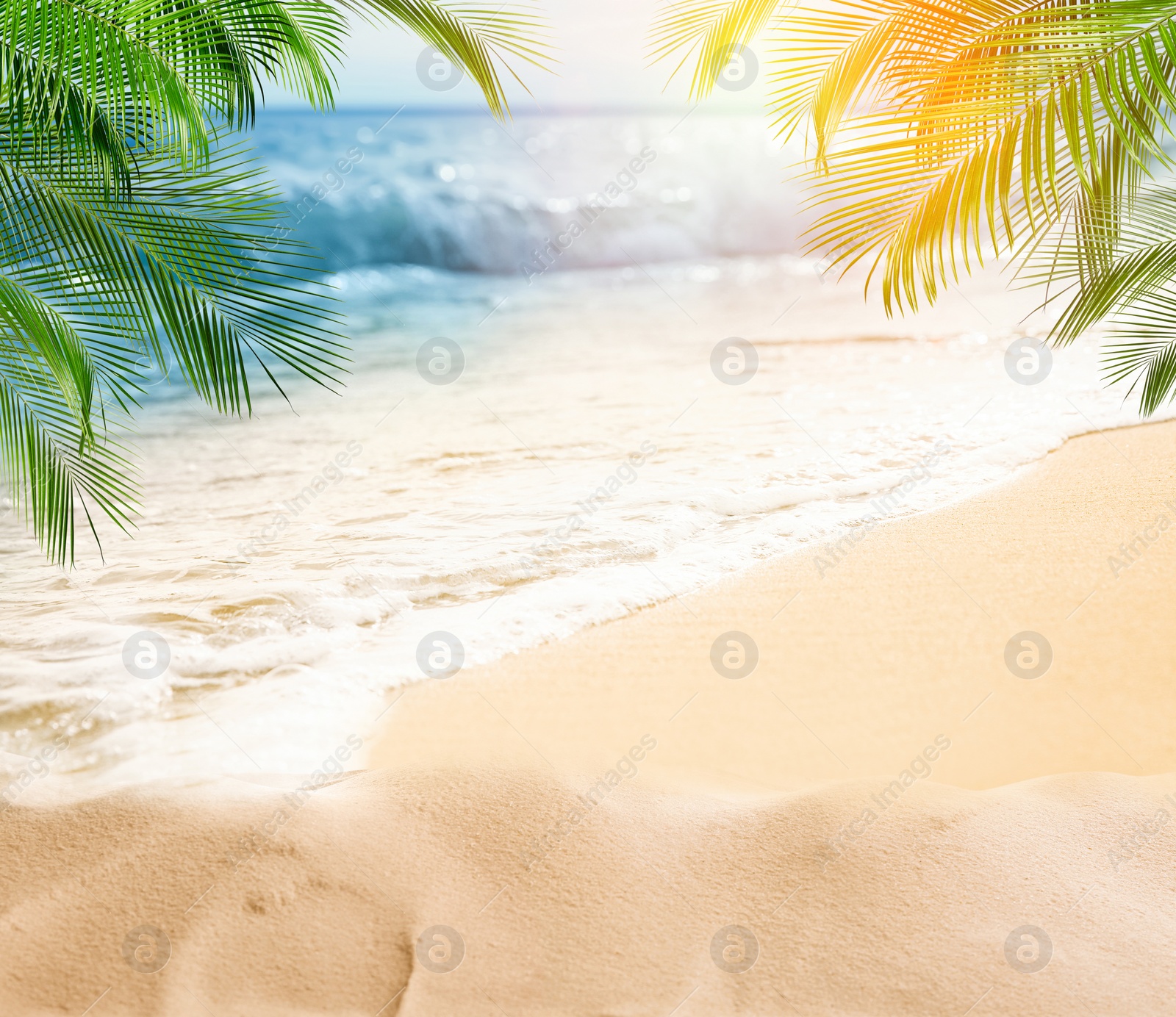 Image of Sandy beach with palms near ocean on sunny day