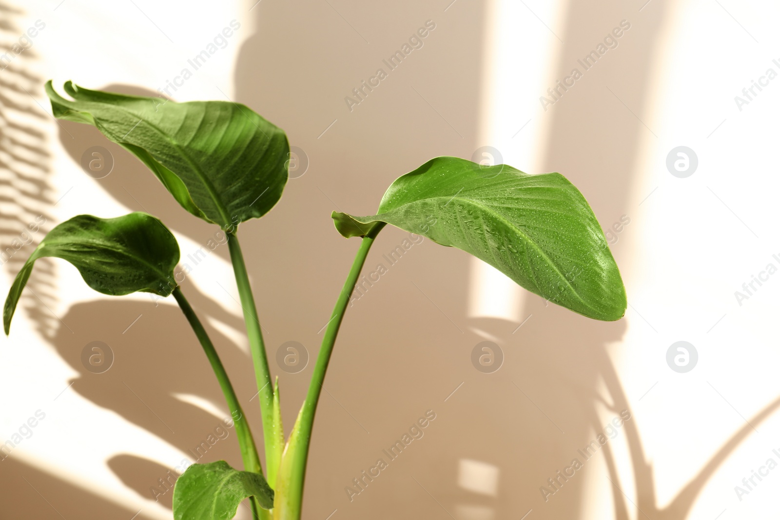 Photo of Beautiful plant with wet leaves near beige wall. House decoration