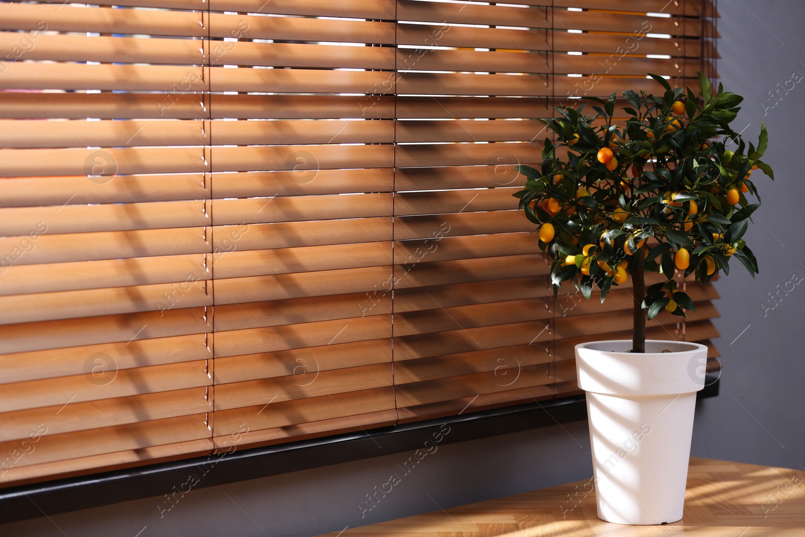 Photo of Potted kumquat tree near window indoors, space for text. Interior design