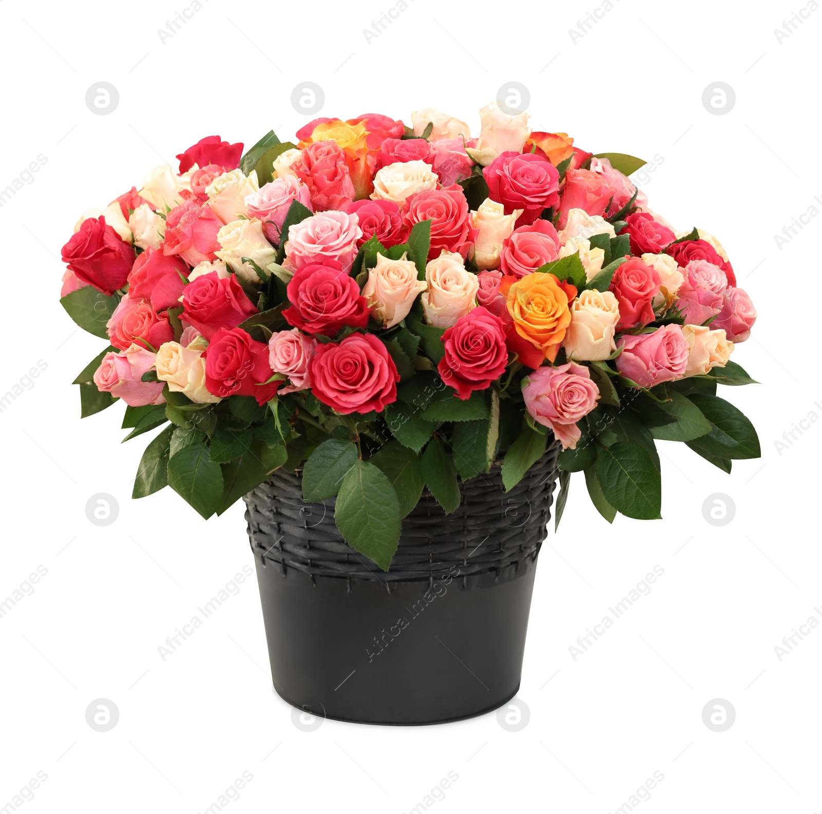 Photo of Bouquet of beautiful roses isolated on white