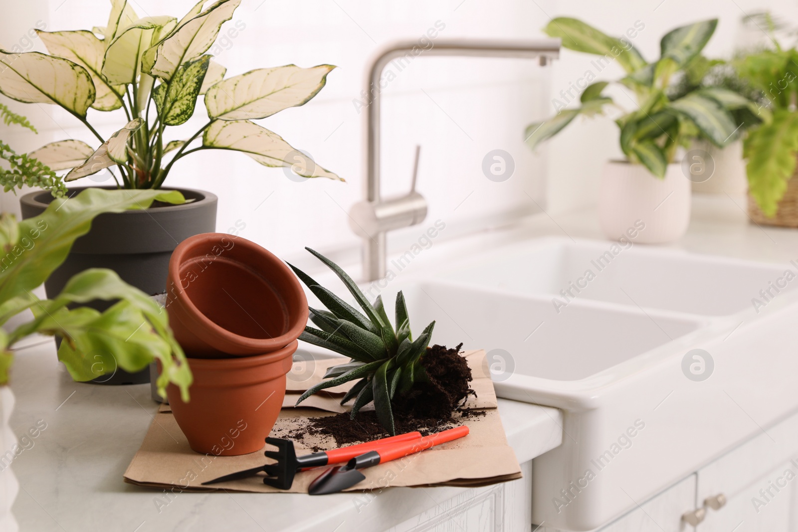 Photo of Beautiful houseplants and gardening tools on kitchen counter, space for text