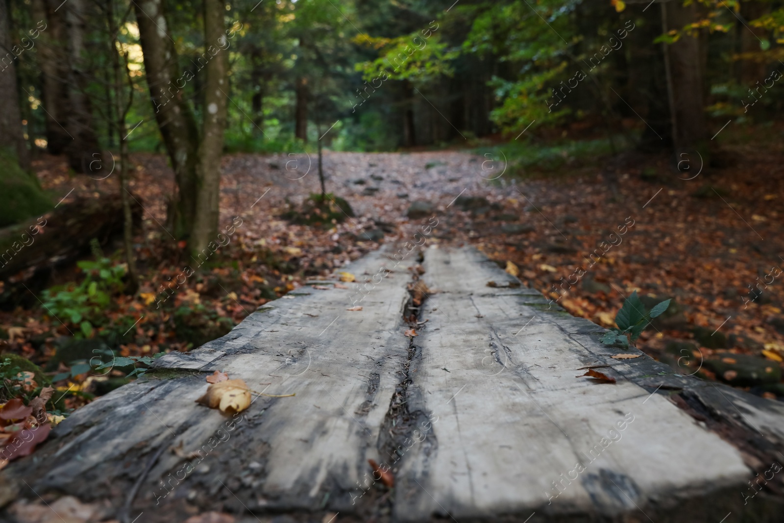 Photo of Beautiful view of weathered wooden plank in forest on autumn day, closeup
