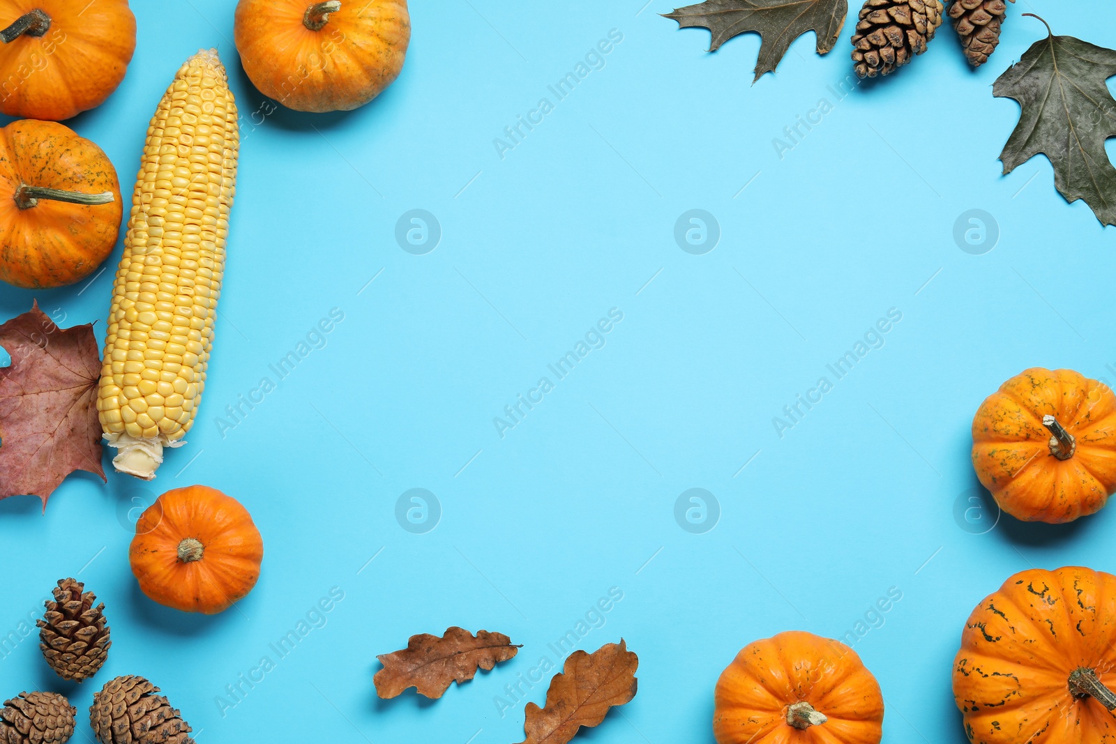 Photo of Thanksgiving day. Flat lay composition with pumpkins on light blue background, space for text