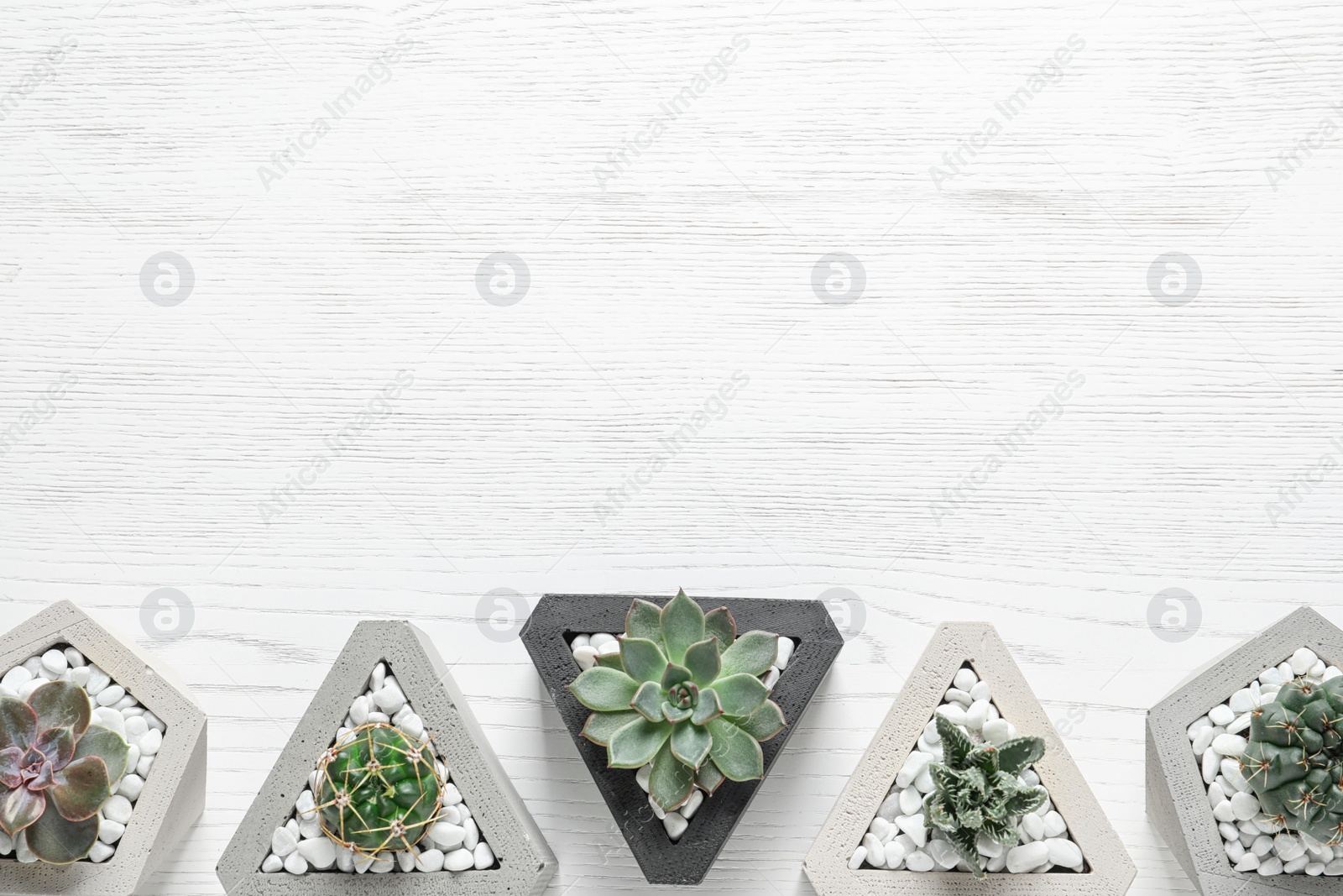 Photo of Beautiful succulent plants in stylish flowerpots on white wooden background, flat lay with space for text. Home decor