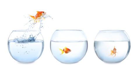 Image of Beautiful bright goldfish jumping out of water on white background. Banner design