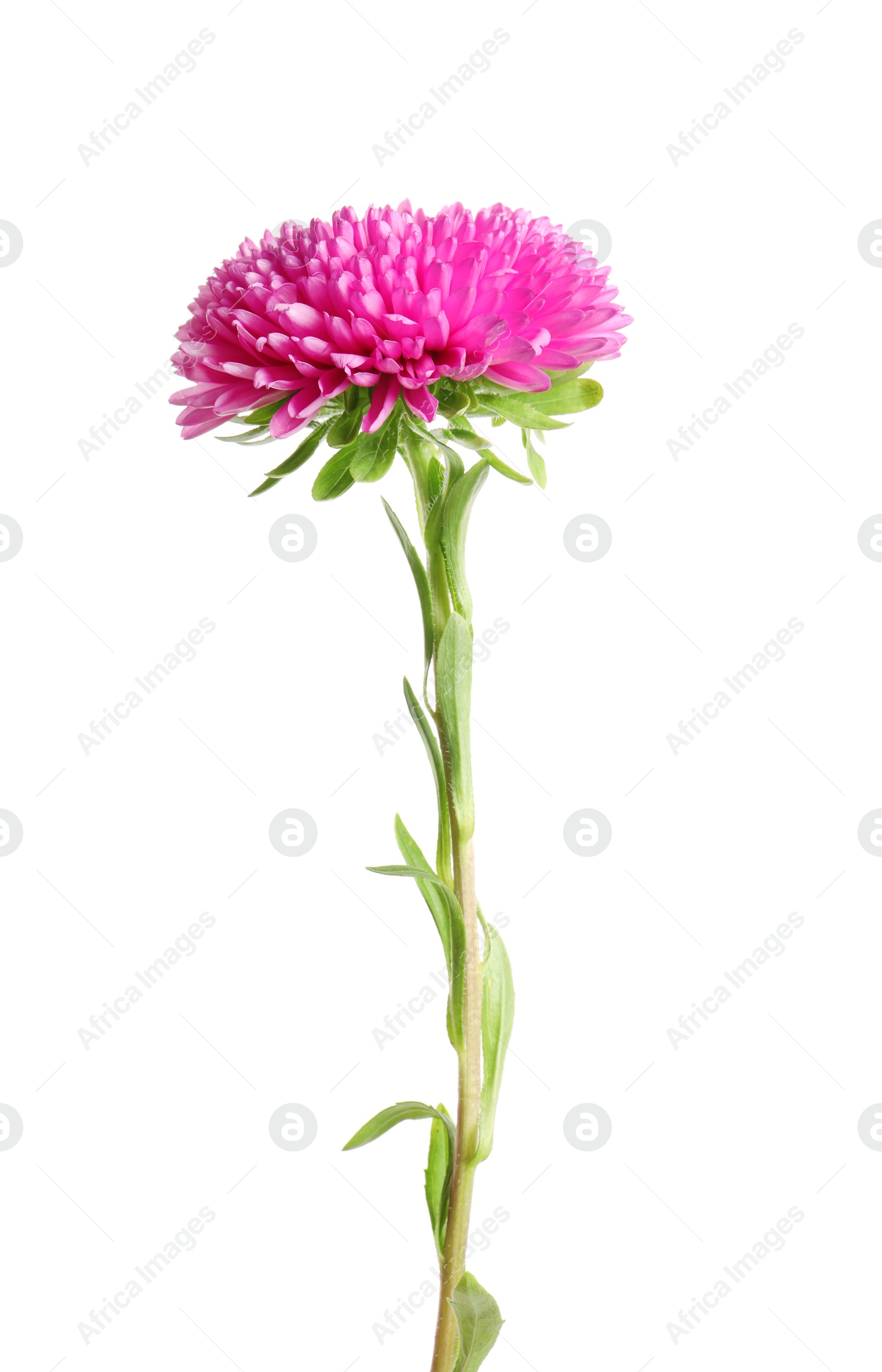 Photo of Beautiful bright aster flower on white background