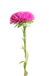 Beautiful bright aster flower on white background