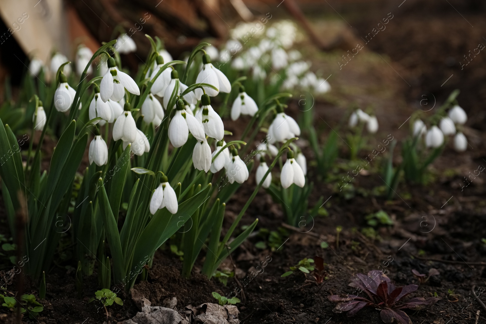 Photo of Beautiful white blooming snowdrops growing outdoors, space for text