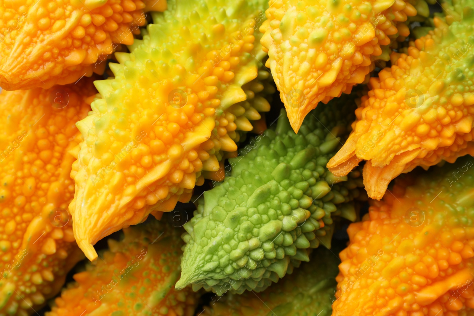 Photo of Many fresh bitter melons as background, closeup