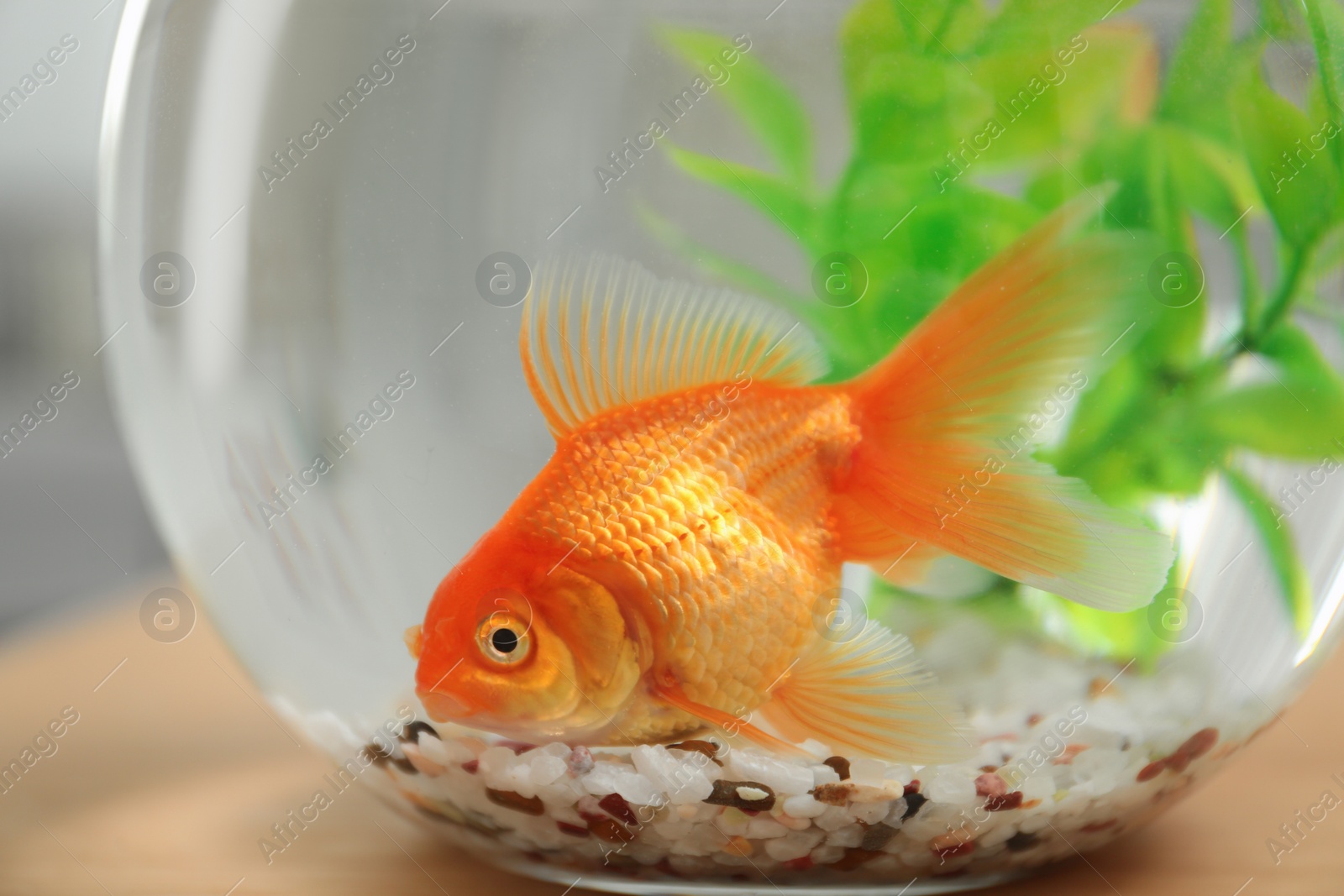Photo of Beautiful bright small goldfish in round glass aquarium, closeup