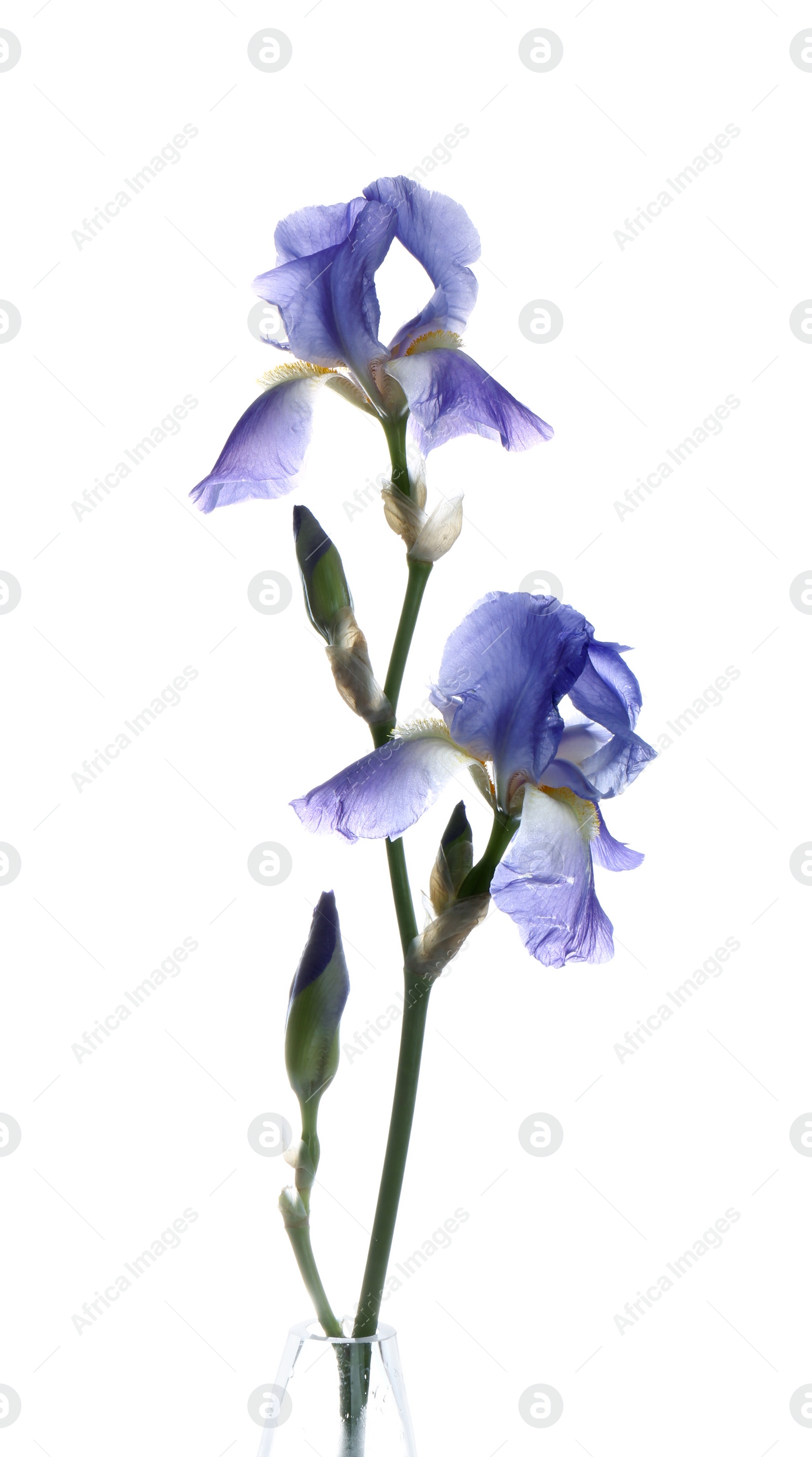 Photo of Beautiful irises isolated on white. Spring flower