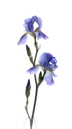 Beautiful irises isolated on white. Spring flower