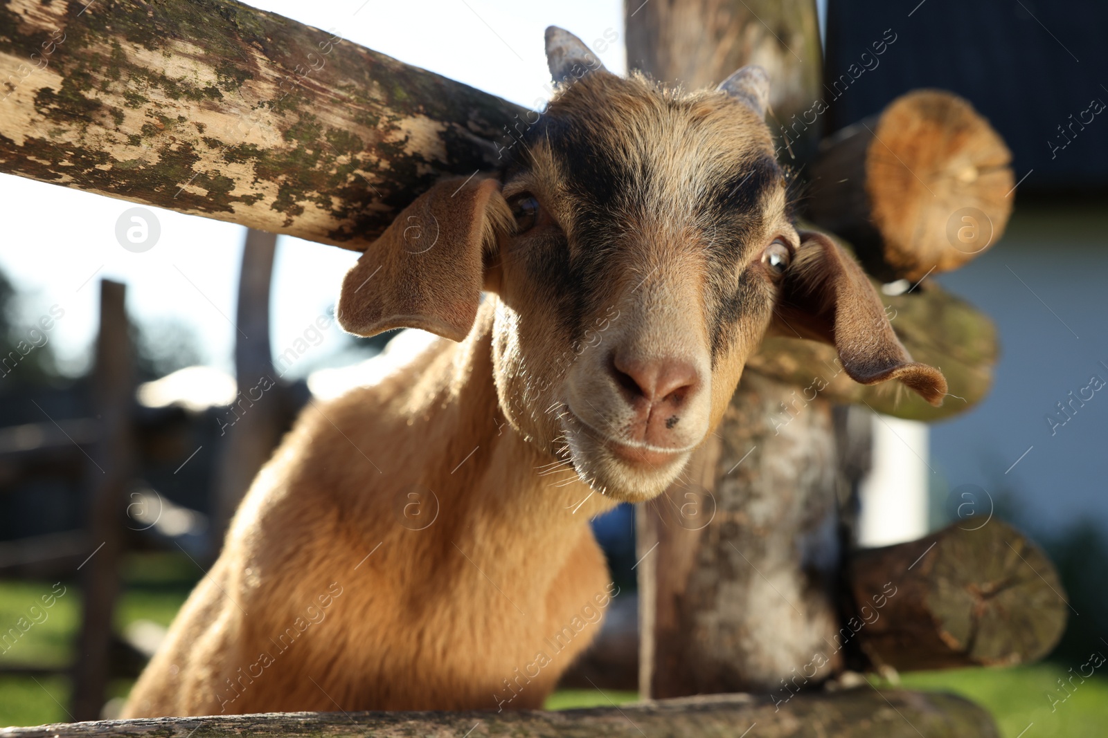 Photo of Cute goat inside of paddock at farm