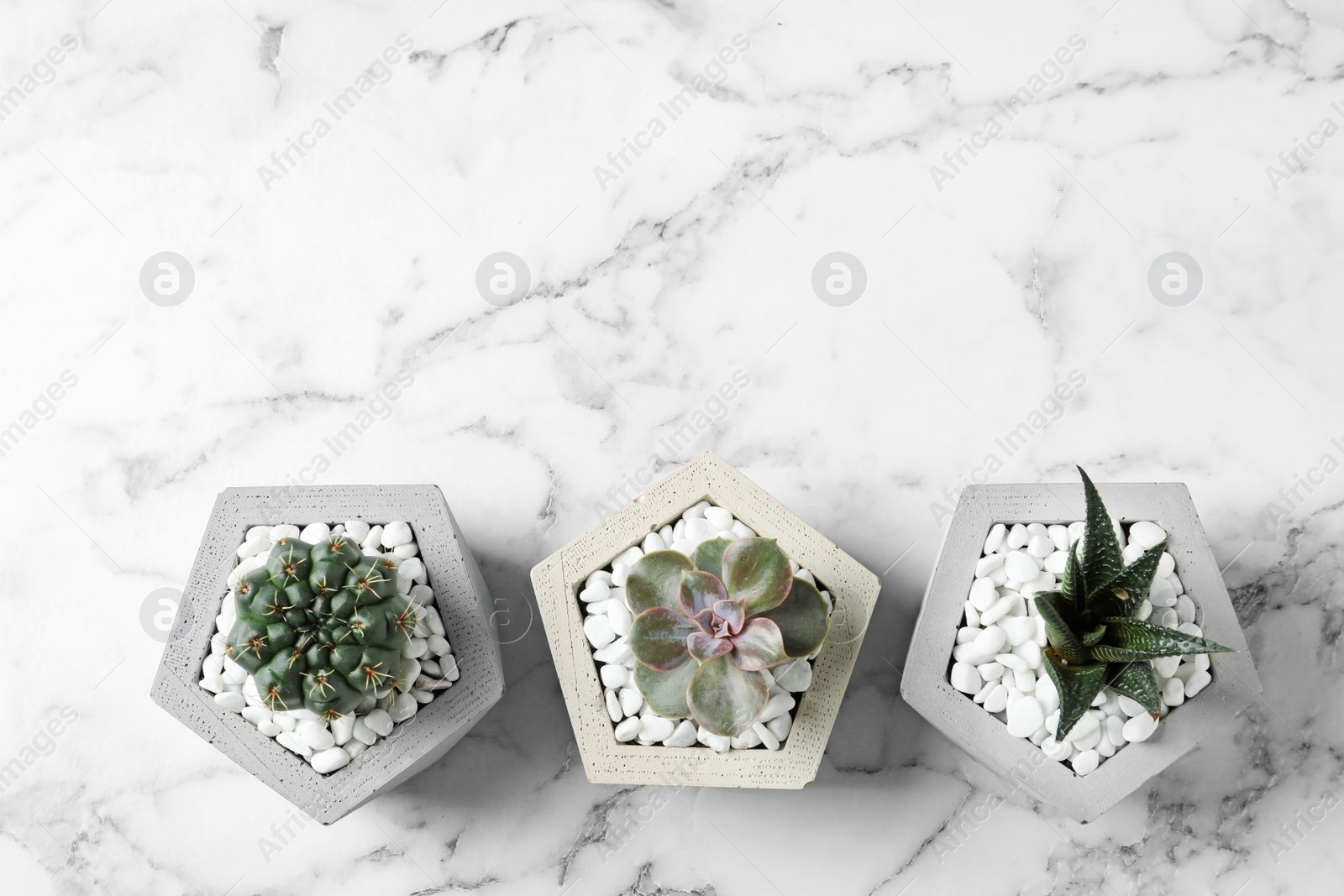 Photo of Beautiful succulent plants in stylish flowerpots on marble background, flat lay with space for text. Home decor