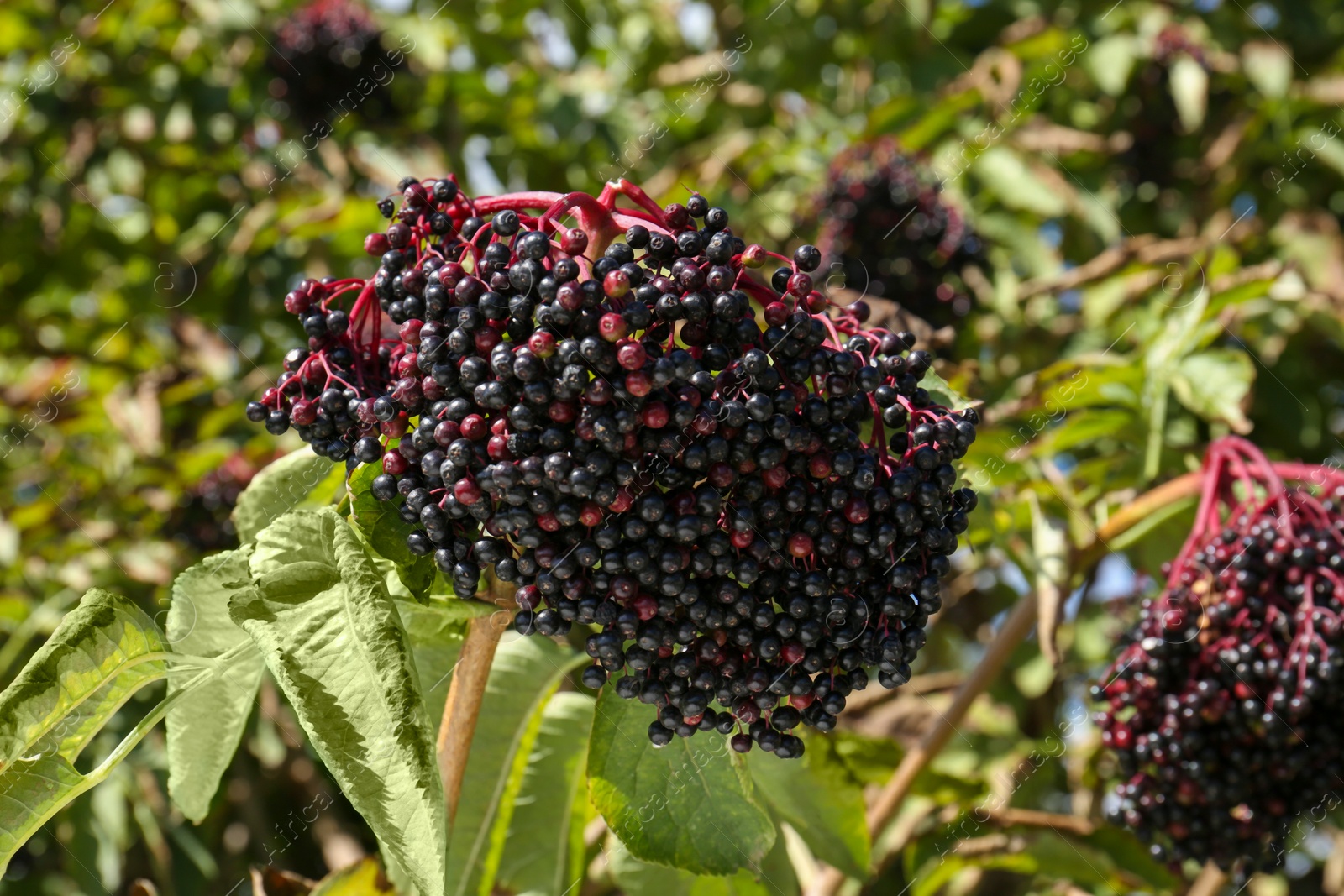 Photo of Tasty elderberries (Sambucus) growing on bush outdoors