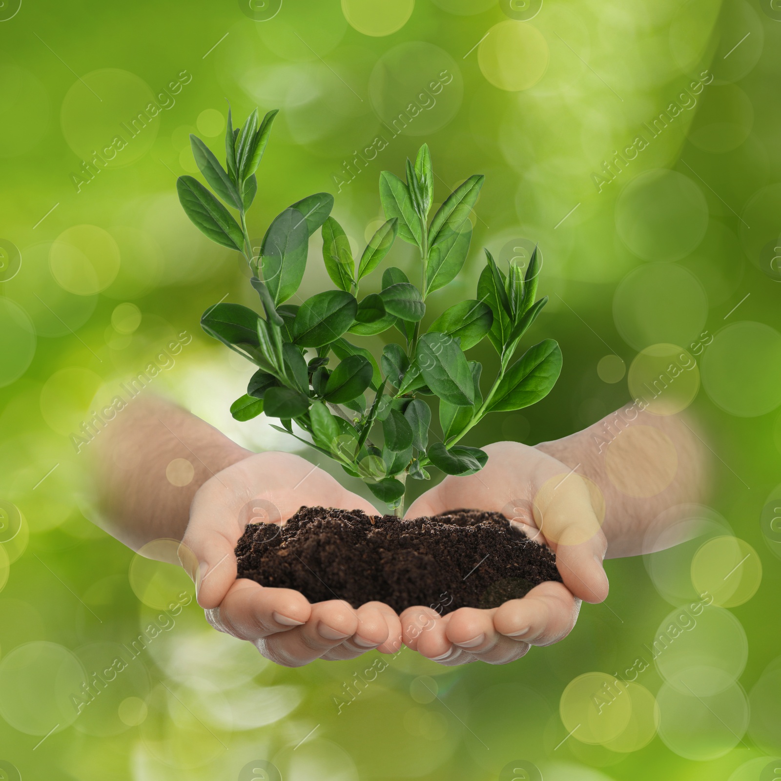 Image of Man holding small tree in soil on blurred green background, closeup. Ecology protection