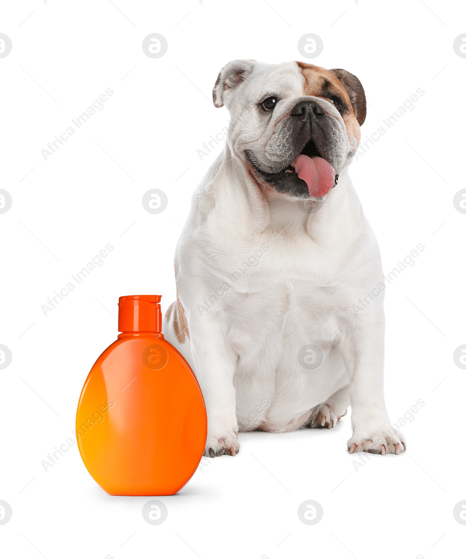 Image of Cute English bulldog and bottle of dog shampoo on white background