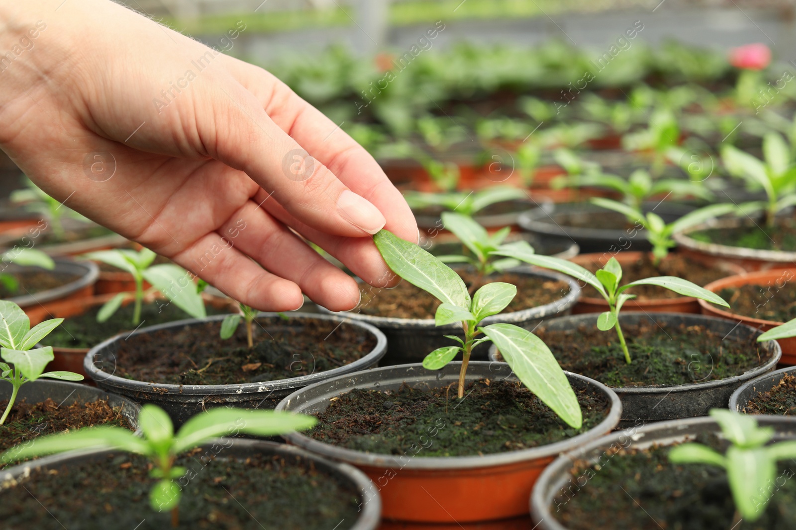 Photo of Woman taking care of seedlings in greenhouse, closeup