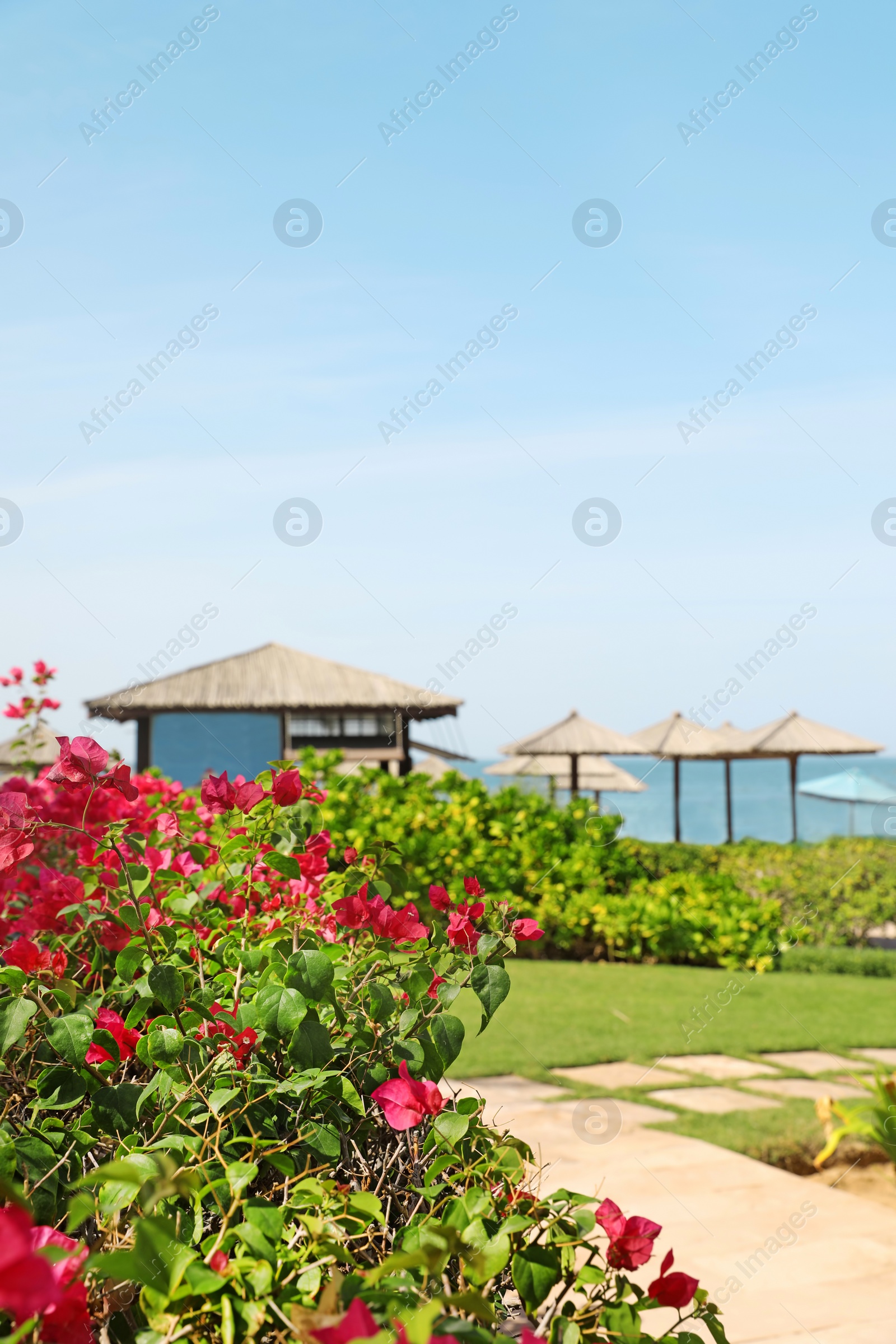 Photo of Beautiful blooming bush at tropical resort on sunny day. Space for text